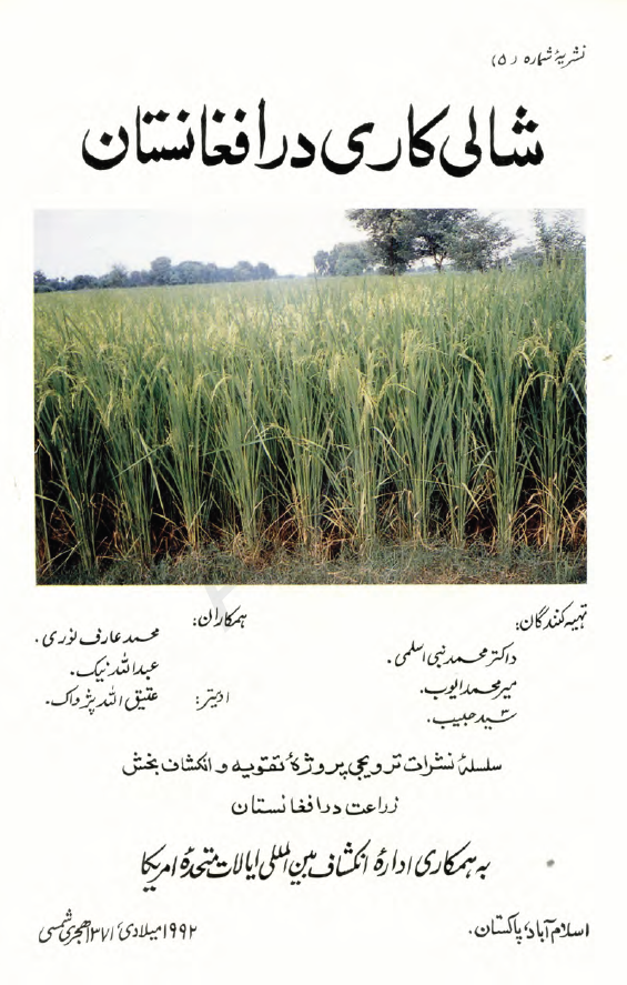 شالی کاری در افغانستان